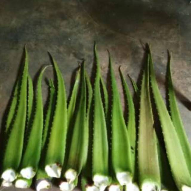 pelepah lidah buaya-daun lidah buaya