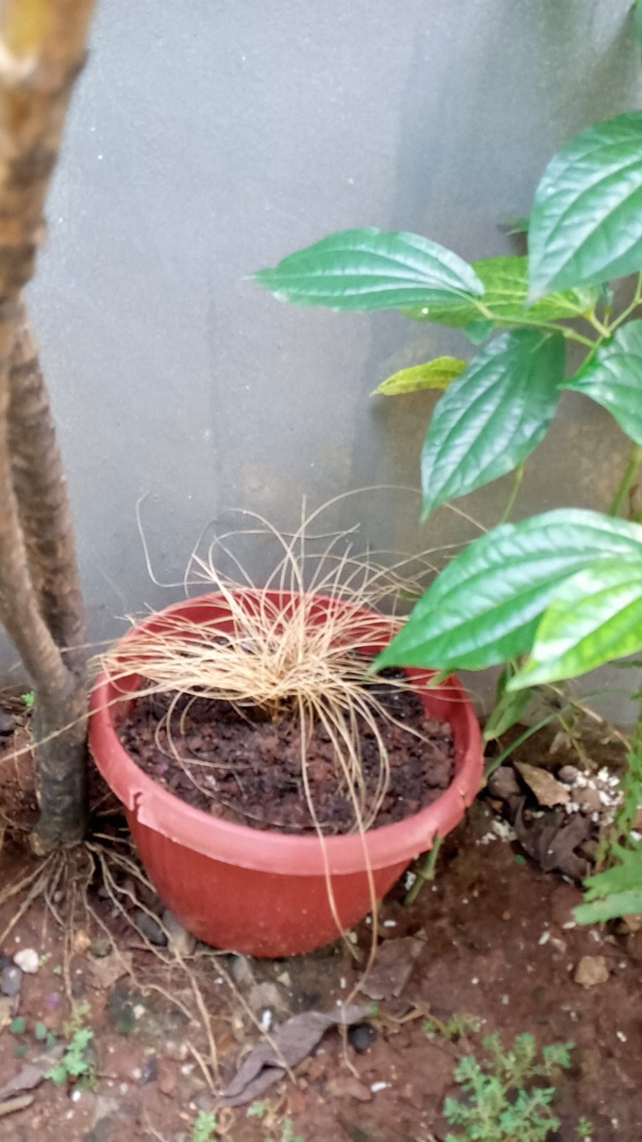 Tanaman Hias Rumput Biru - Festuca Glauca