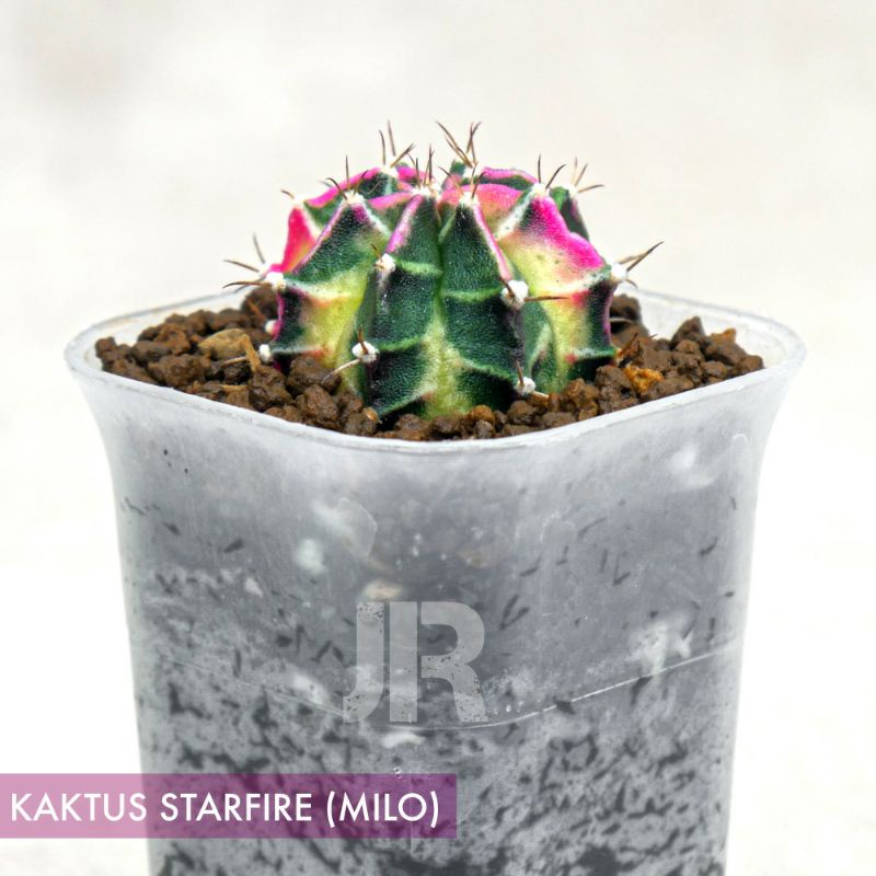 Kaktus Starfire (Milo)