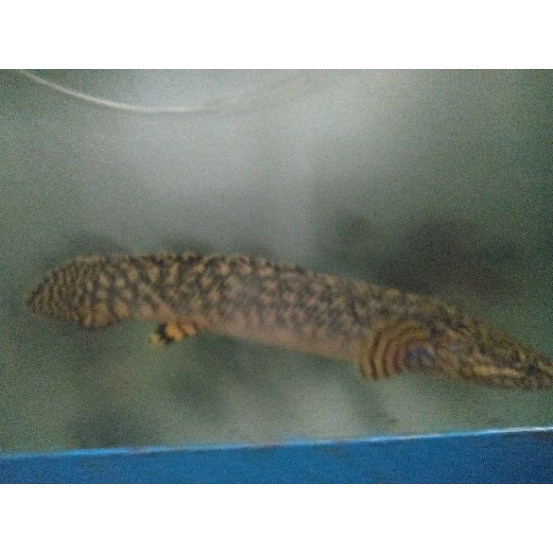 Palmas Orna SSB Jantan 24cm