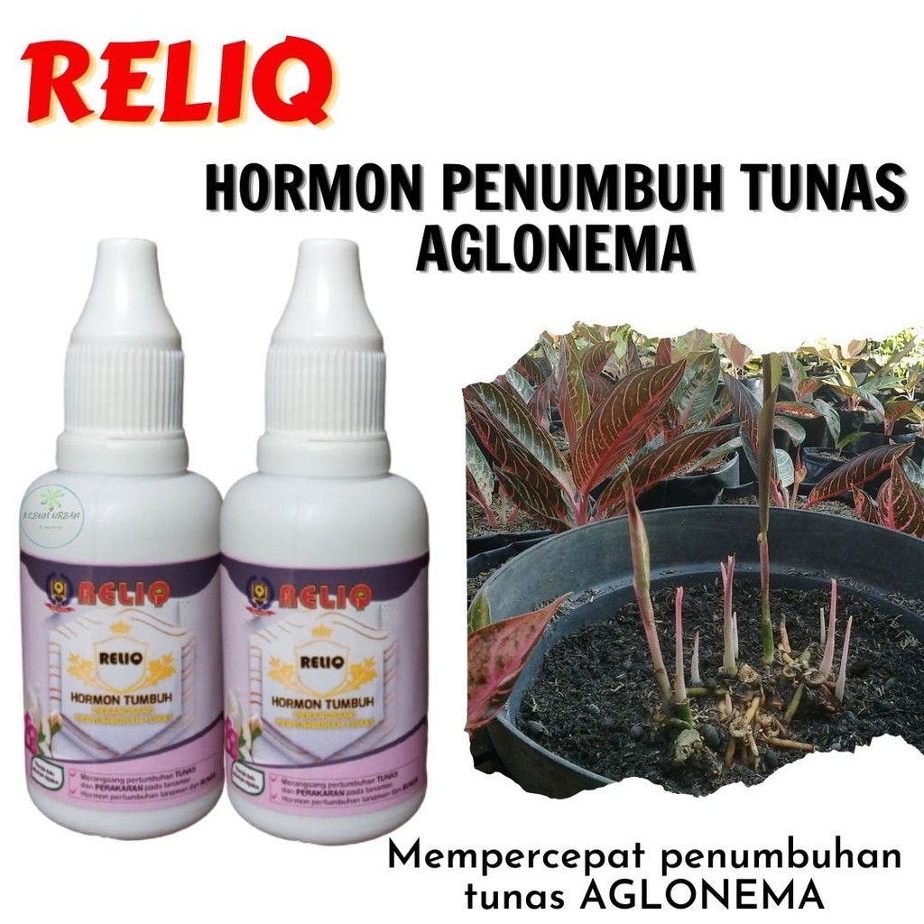 Hormon Penumbuh Tunas Aglonema Aglaonema