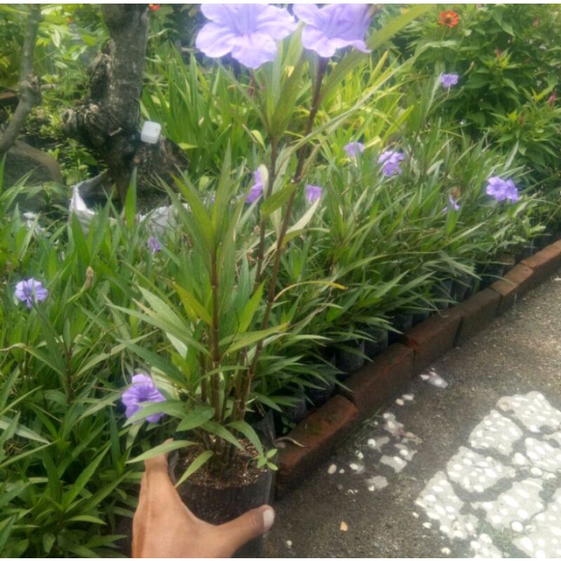 tanaman rawelia bunga ungu