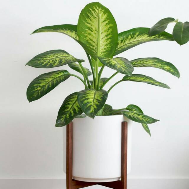 Tanaman hias sri rejeki blanceng+pot tawon