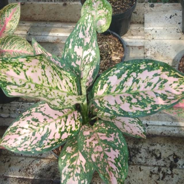 tanaman hias aglaonema ruby pink
