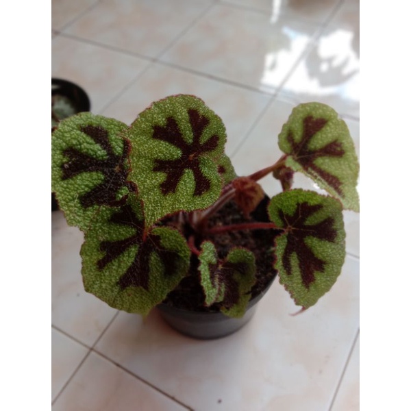 Begonia IronCross/Tapak Macan (rimbun)