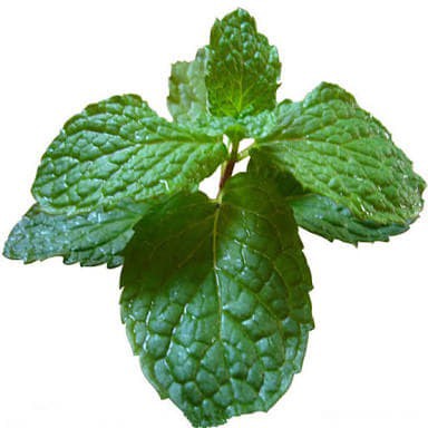 

Peppermint Drink Powder Plain 100 gram