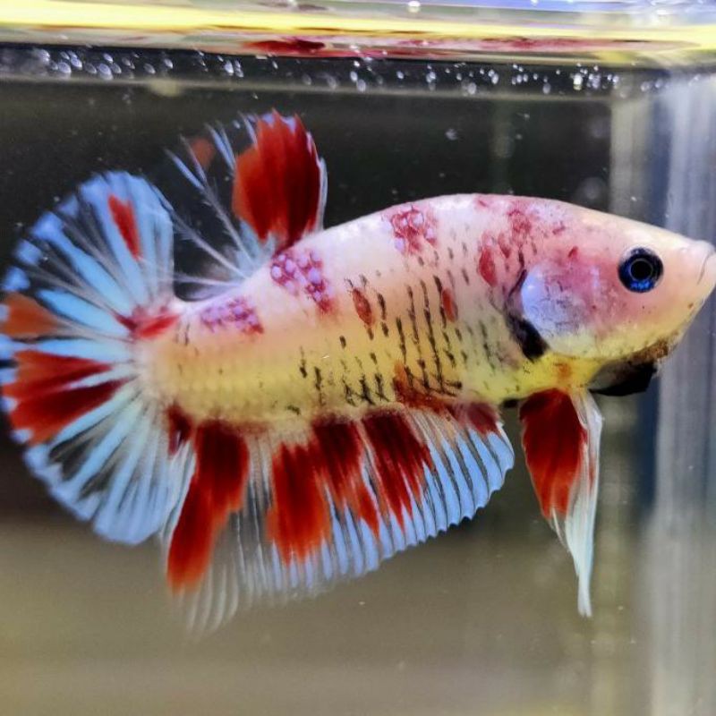 ikan cupang plakat female/male koi,yellowbase,avatar,multi,fancy,giant,nemo, Helboy,fccp