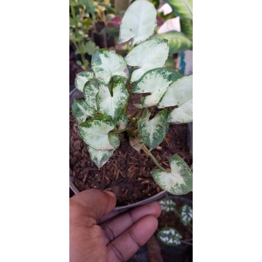 KELADI MINI / KELADI LILIPUT