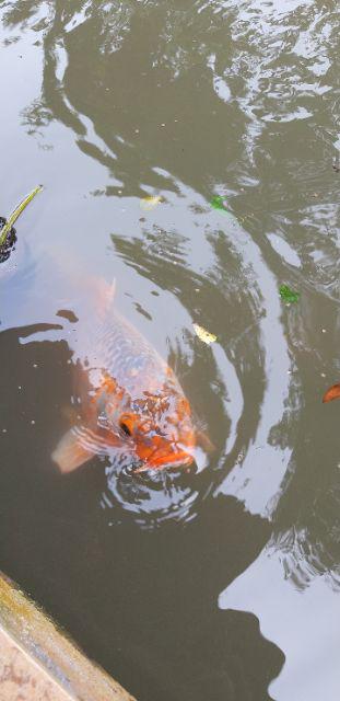 Bisa Pisah Batik Couple Keluarga Sania Ruffle Ori Ndoro Jowi Termurah