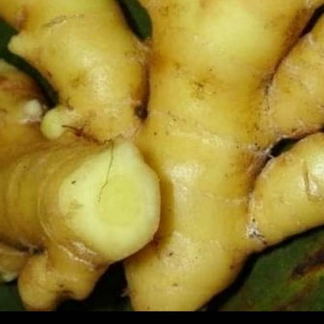 

Temu putih segar 250gr