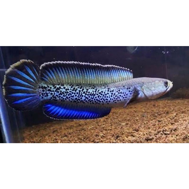 Channa Steawarti Warti Chana Predator size 3-4-5cm