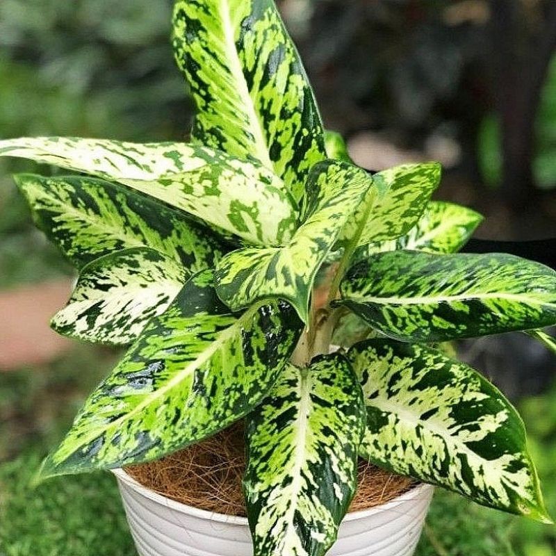 TANAMAN HIAS DIVEN ANGGUN AYU / DIEFFEN