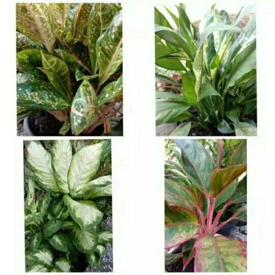 paket 4 tanaman hias donacarmen-spatu film varigata-blanceng - lipstik