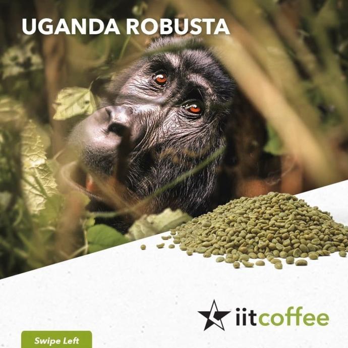 

Robusta Green Beans - Uganda Robusta Natural