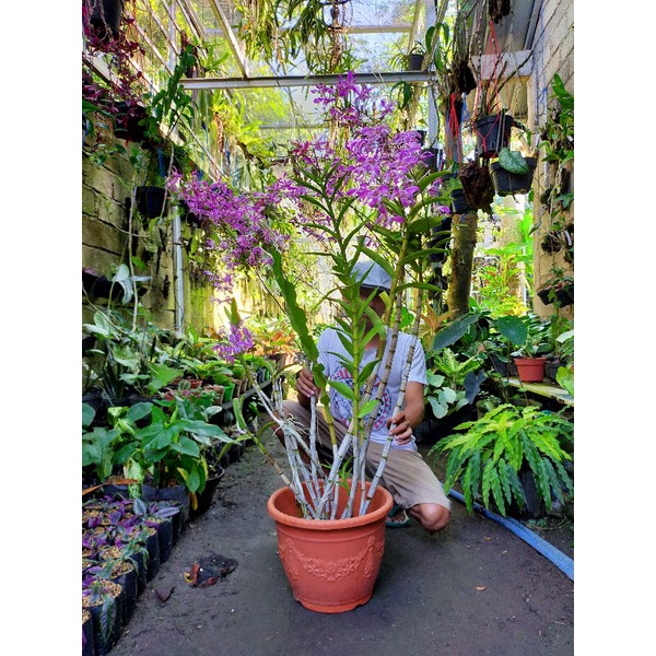 Anggrek Dendrobium superbiens Jumbo