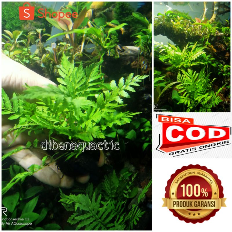 tanaman aquascape pakis rujug media wabikusa