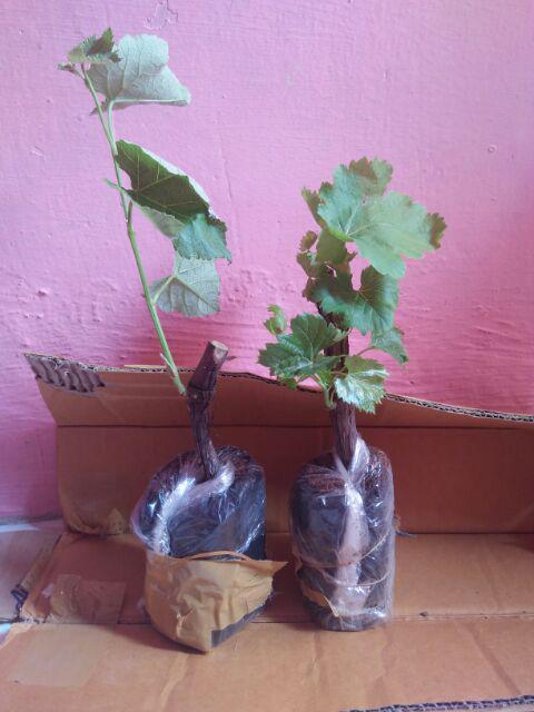 Bibit Anggur Lokal Yellow Belgie