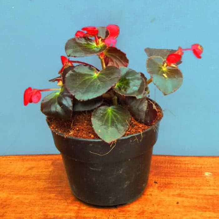 Bibit tanaman hias begonia violces merah