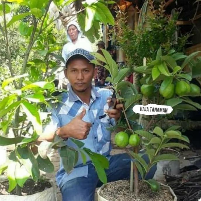 Tanaman Hias Buah Jambu Kristal Fix