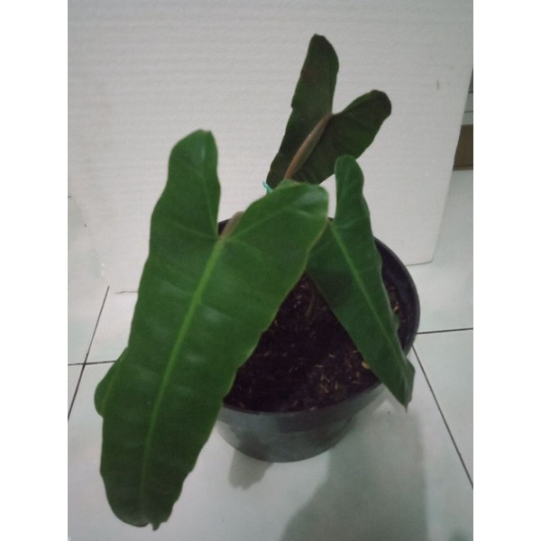 Tanaman hias Philodendron Kabel Busi Hybrid Billitiae X Ataba