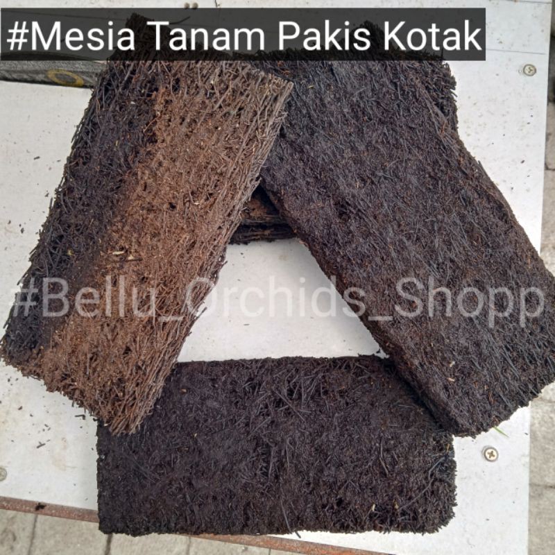 Media Akar Pakis Papan Lempeng 10 x 20 anggrek sedang besar