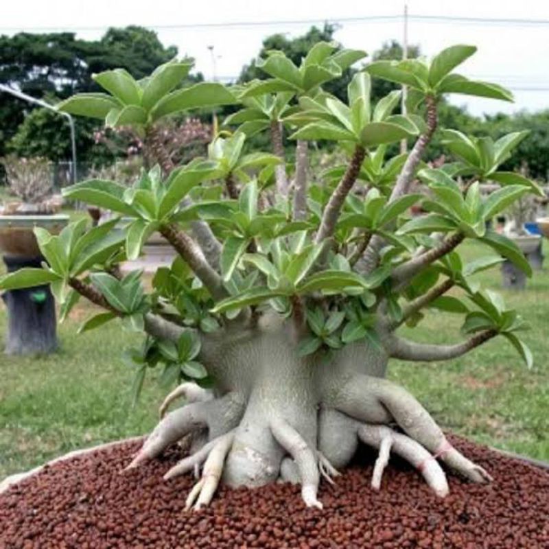 benih biji Adenium Arabicum Black Giant