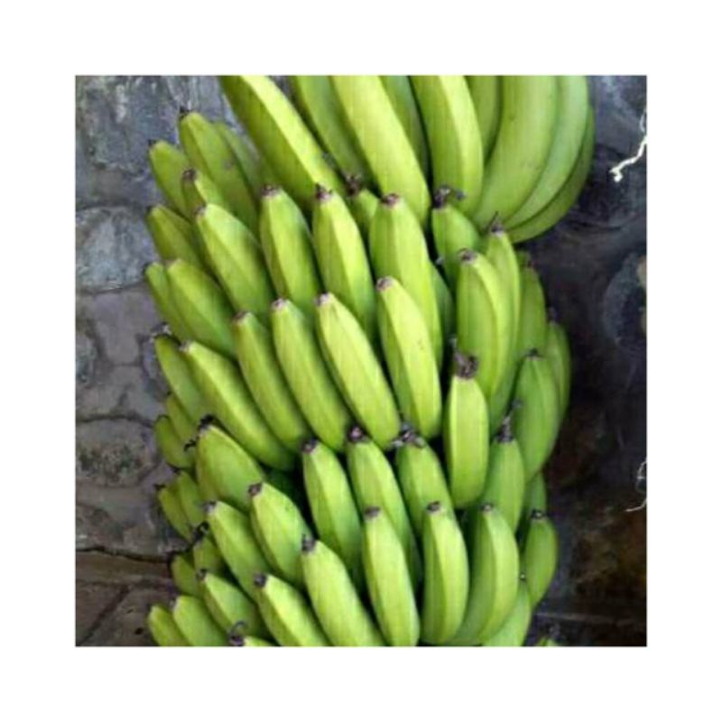 bibit pohon pisang ambon/  bibit pisang ambon siap tanam