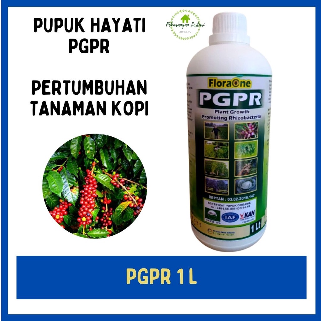 Pupuk Untuk Pertumbuhan Kopi Robusta, PGPR Plant Growth Promoting Rizobacteria, Pupuk Plus Fungisida Cegah Jamur Tanaman Kopi