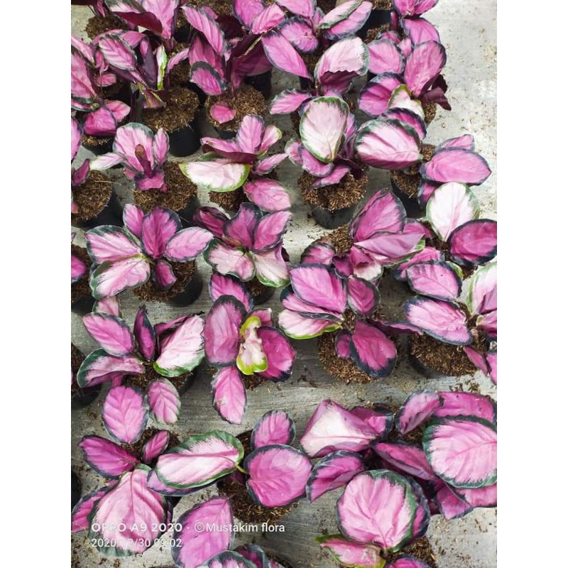calatea Crimson