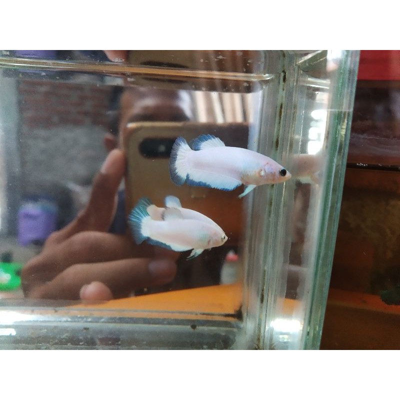 Cupang Female Blue Rim (indukan ORI Thailand)