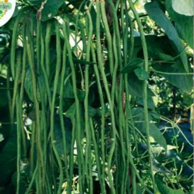 Benih unggul kacang panjang - benih biji kacang panjang unggul