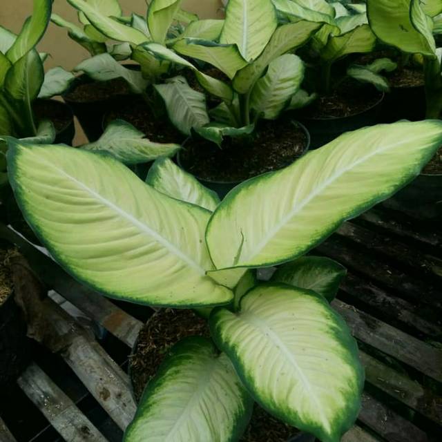 PROMO ( Bisa COD ) Tanaman hias diven susu / Tanaman hias blanceng diven