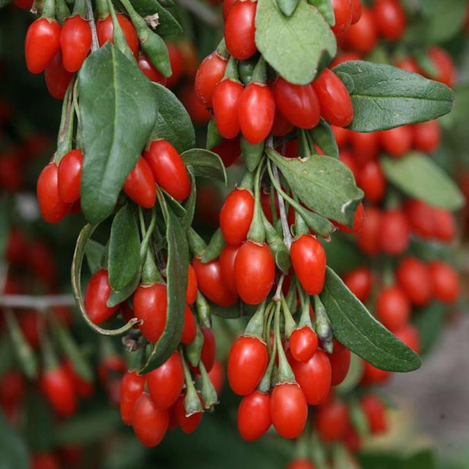 Tanaman Bibit Buah Goji Berry