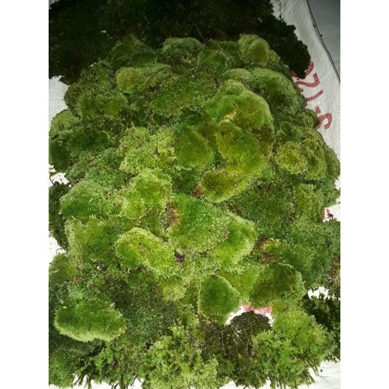 Artavela45 Lumut Hidup/1Kg/Moss Hutan/Living Moss/Lumut Hidup/Aquascape/1Kg