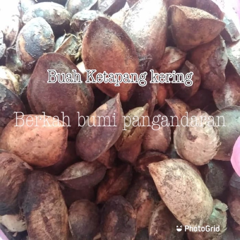 BUAH KETAPANG KERING ECER | KETAPANG PANTAI