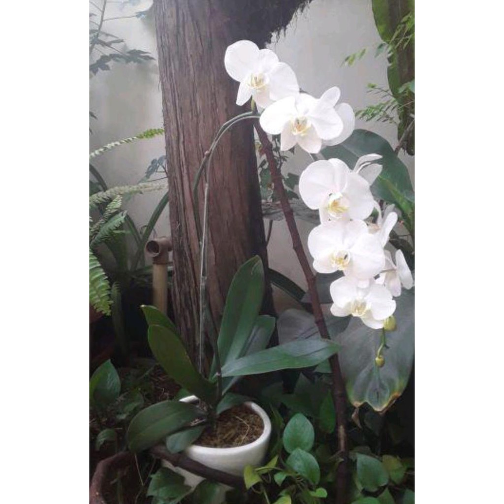 Tanaman anggrek bulan cantik fresh free pot keramik cantik