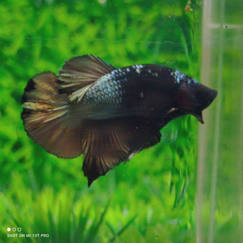 Cupang Avatar Gold Cooper TOP Grade Mantap ❤ PROMO ( buy one get one free) ❤