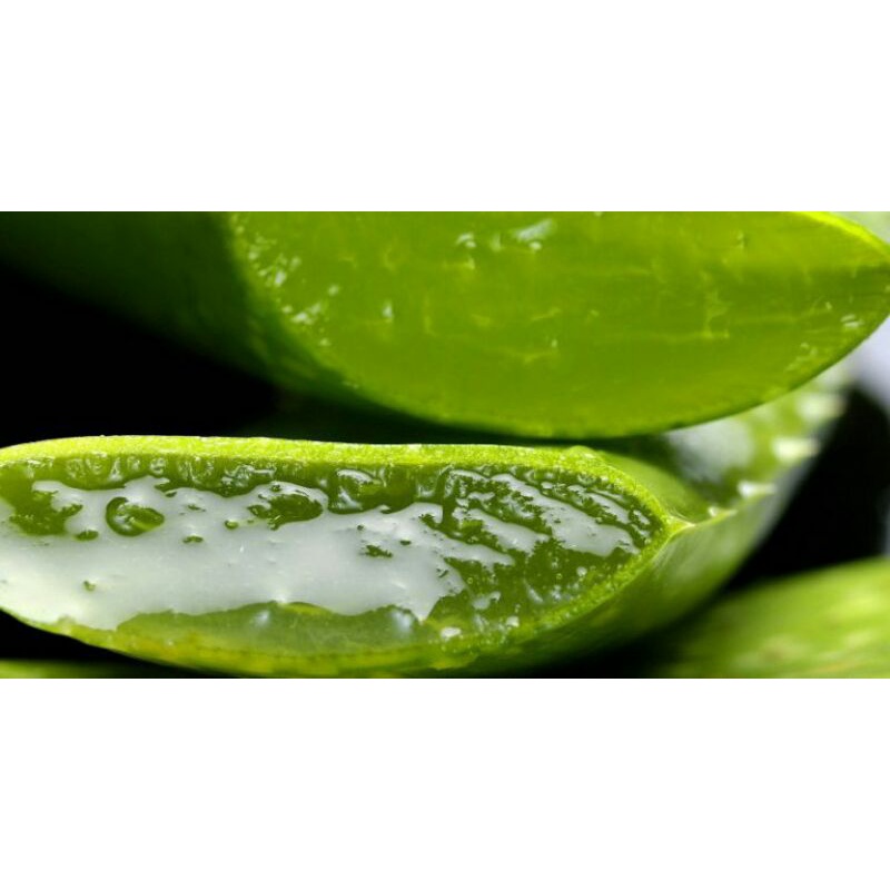 Lidah buaya murni asli dan alami minuman nutrisi manis untuk obat asam lambung dan daya tahan tubuh-Isi satu dus full