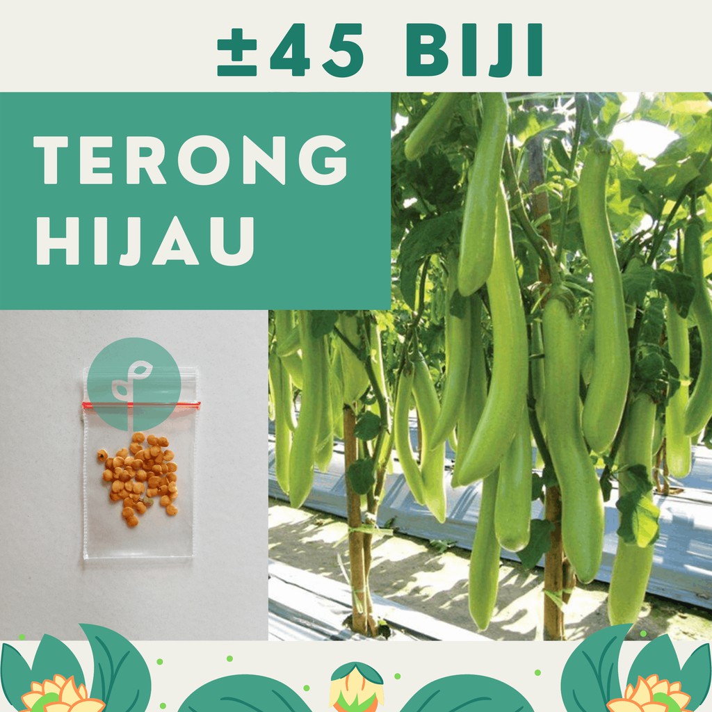 Bibit Sayuran Benih Sayur Paket Lengkap Hidroponik Kangkung Bayam Cabe Sawi Selada Terong Tomat dll-TERONG HIJAU