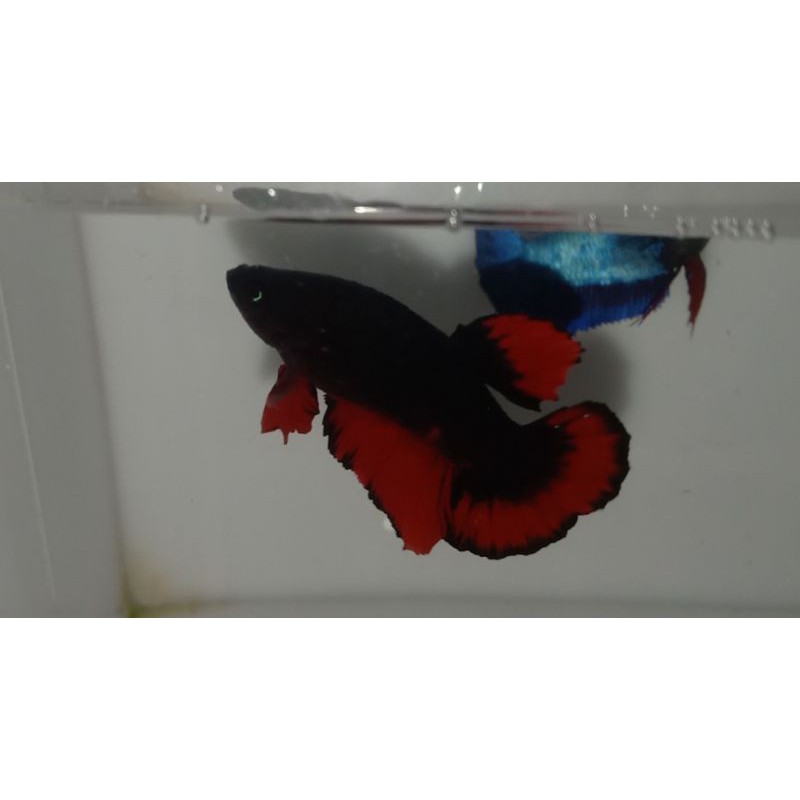 Cupang avatar black vampire