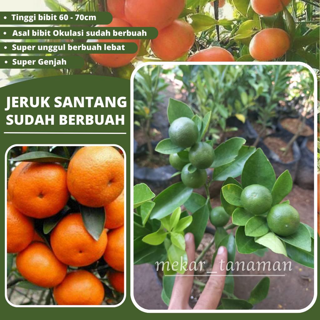 BIBIT JERUK SANTANG MADU SUDAH BERBUAH