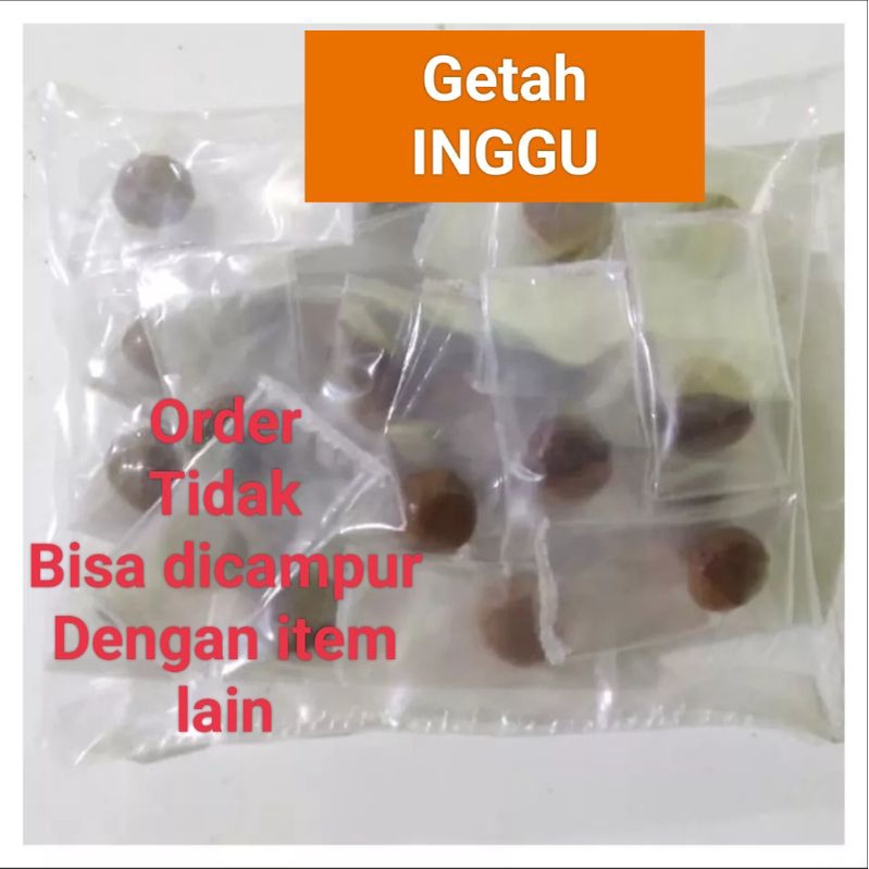 Jamu Herbal Tradisional Getah Inggu Untuk Vertigo, migrain, kepala pusing