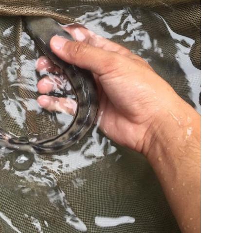 ➫ ikan gabus toman ukuran 20-22 cm ❄