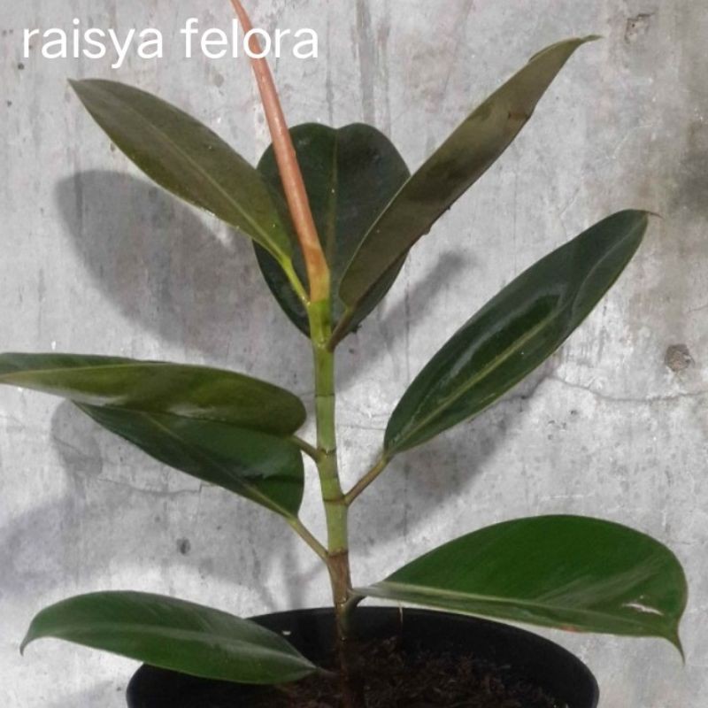 

peromo!!!jual bibit pohon karet kebo