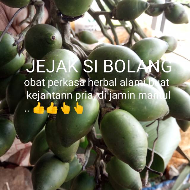 

BUAH PINANG MUDA PERKASA HERBAL MURAH PER 500 GRM