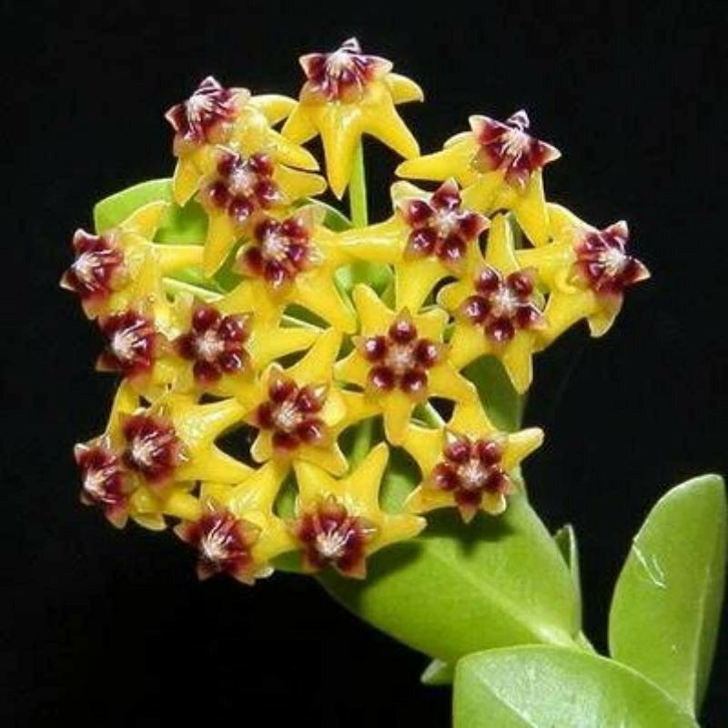 hoya cumingiana