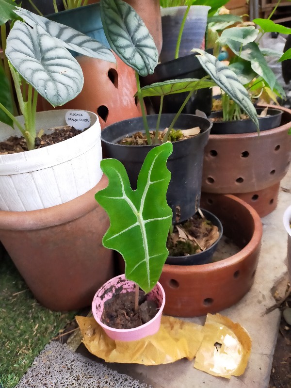 Alokasia Sanderiana Nobilis Rare