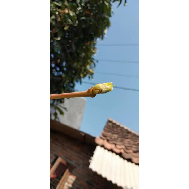 entres anggur Jupiter, Everest, Ninel,