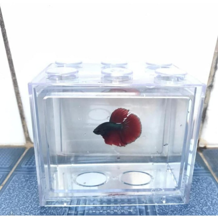 Akuarium Ikan Cupang Akrilik Mi08 Aquarium Mini Acrylic Mi-08