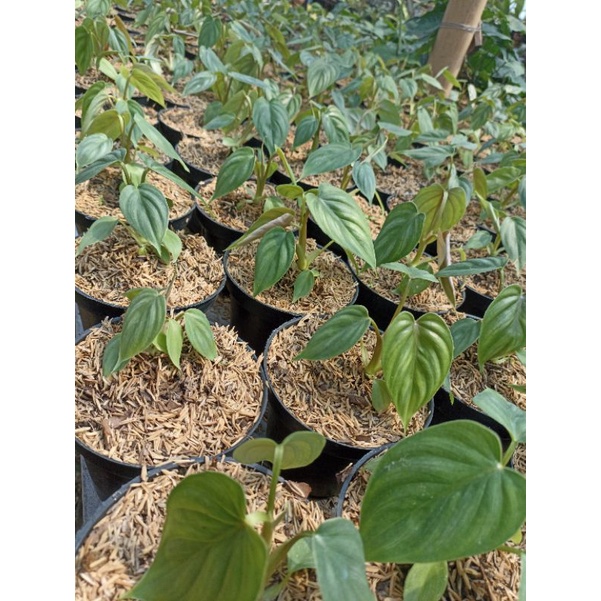 philodendron plowmanii dark form